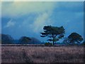 SU2107 : New Forest stormy sky after sundown by Simon Barnes