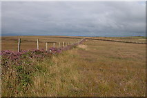 G5746 : Bog Fence, Ballyconnell by Richard Callanan