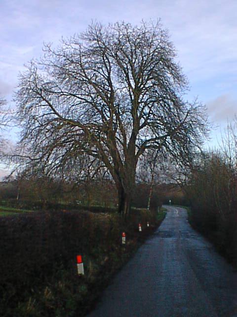 Ogston New Road (Winter - Horse Chestnut)