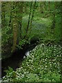 Clattercotes Wood Bluebells and Wild Garlic