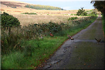 NR9058 : Pheasants by Bob Forrest