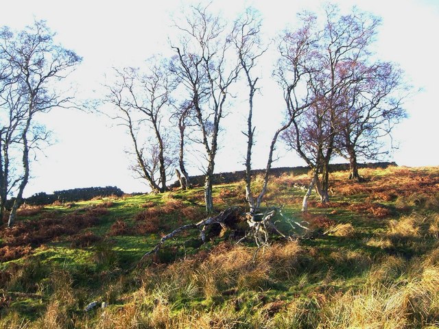 Trees in field near Woodhead © Derek Harper cc-by-sa/2.0 :: Geograph ...