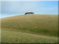 Pasture and Trees