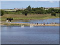 Filey Dams Nature Reserve