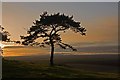 SU0317 : Pine tree on Pentridge Hill at sun-set by Simon Barnes