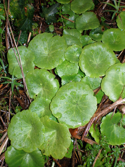 roadside-navel-wort-hefin-richards-geograph-britain-and-ireland