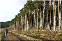 NT9302 : Forestry Track near Holystone by Peter Standing