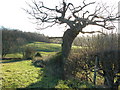 Gnarled tree