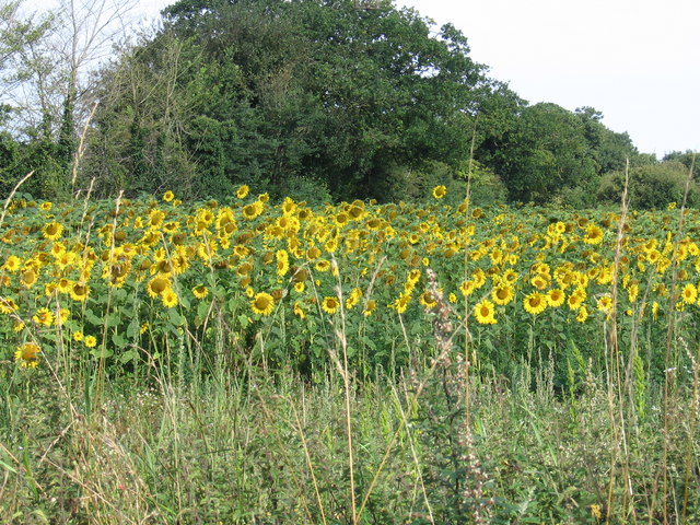 Sunflower field at Roudham Hall