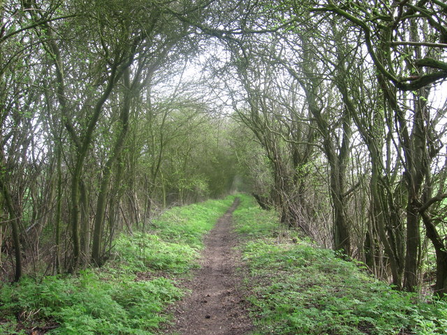 Harcamlow Way near Horseheath