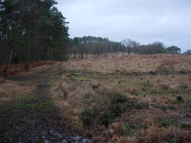 Cleared area