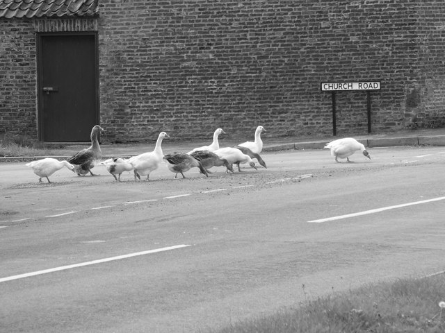 Geese eating spilt corn at Skeffling Cross Roads.
