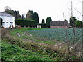 Leek fields and Coombe Farm.