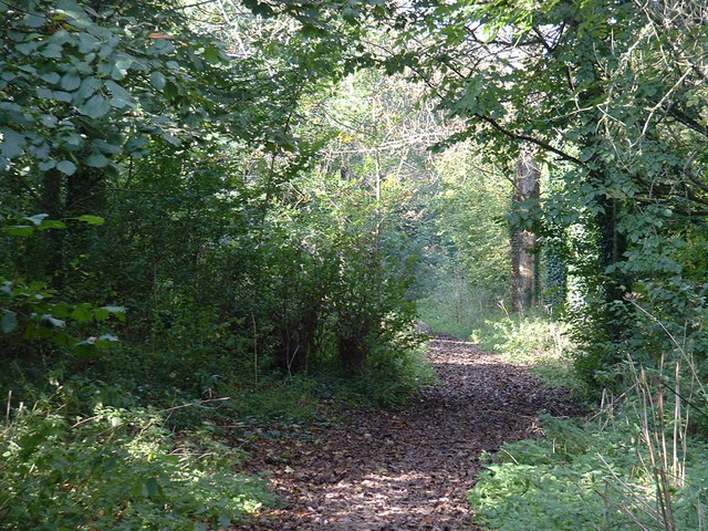 Looking along the public footpath through the woods