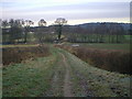 Track from Hardwick Wood nearing Brook