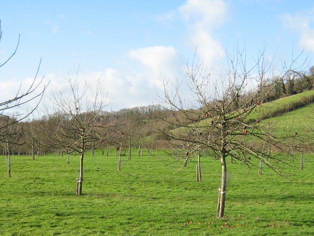 Orchard in January