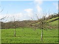 Orchard in January