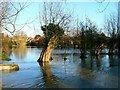 Floodwaters, near Riverside Gardens and the River Windrush, Witney