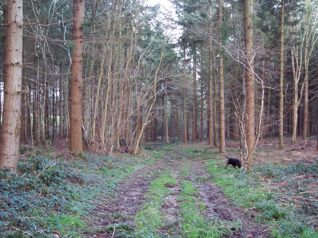 Forest Track at the Harewarren