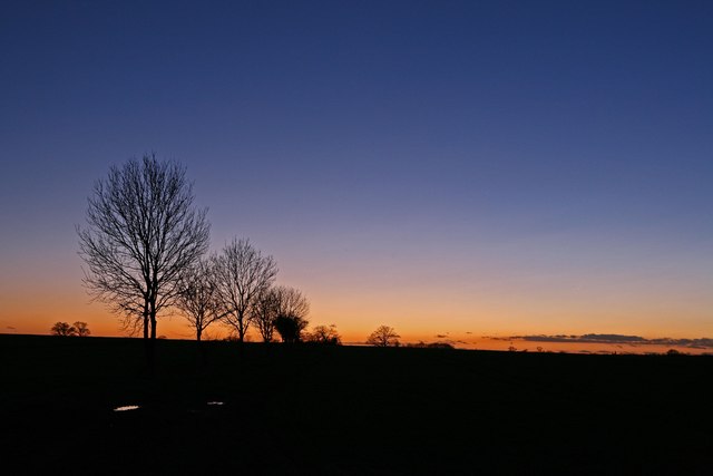 Trees near Kings Ripton at dusk