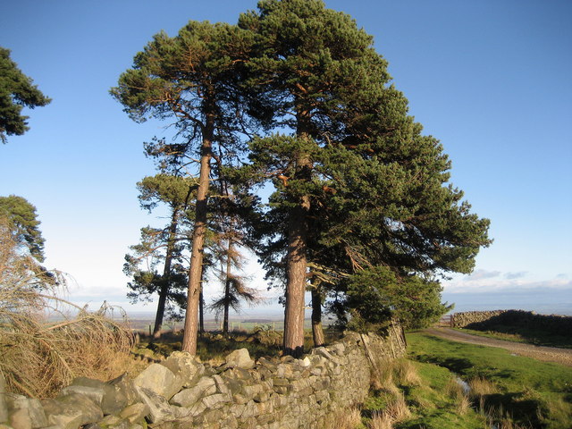 Scots Pine near Milestone Bank