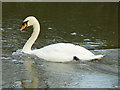 Mute swan (cob?) on the River Windrush