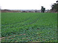 Arable Crop and Egginton Road Bridge