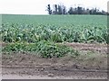 A field of cauliflowers looking East from Thorne Hill