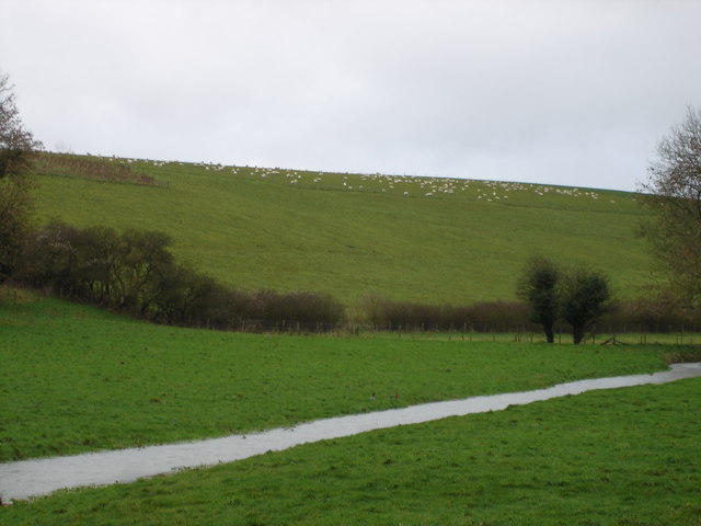 Sheep grazing above the river