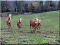 Horses by The Hill