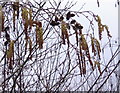 Alder catkins