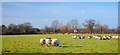 View across field to A54