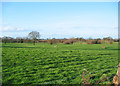 Pasture near Marley Green