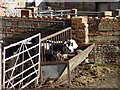 Calves Feeding at Luton Farm