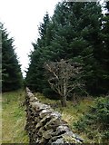 NT2942 : Wall and track, Glentress Forest. by Chris Eilbeck