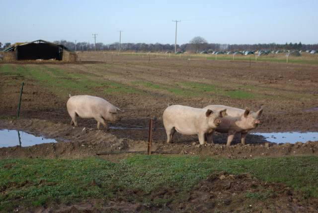 Pigs near Riddlesworth Hall