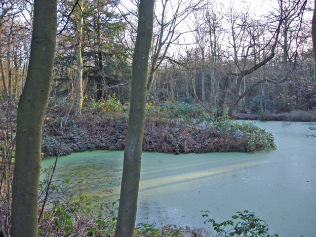 Pond in Big Wood