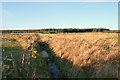 Southerly view along the drainage ditch by Borrodale.