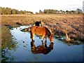 SU3406 : Grazing Pony by Hugh Venables
