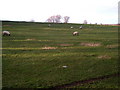 Sheep Field