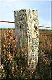 NT8568 : Fencepost, Long Moss, Coldingham Common by Lisa Jarvis