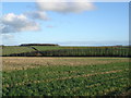 Field boundary on Pimperne Down