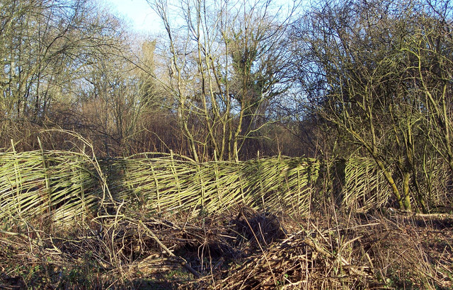 Hurdle Fencing at Garston Wood