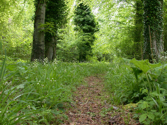 Path in Chappetts Copse © Robin Webster :: Geograph Britain and Ireland