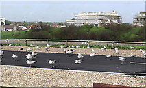 TV4898 : Gulls on Seaford seafront by Robin Webster