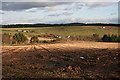 Stubble Field