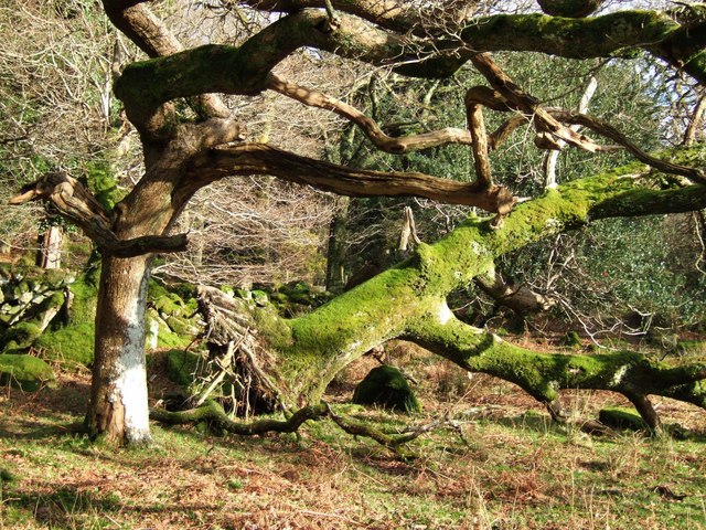 Trees at south edge of Nelder Wood