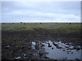 NL9945 : Cows grazing on The Reef by Roger McLachlan
