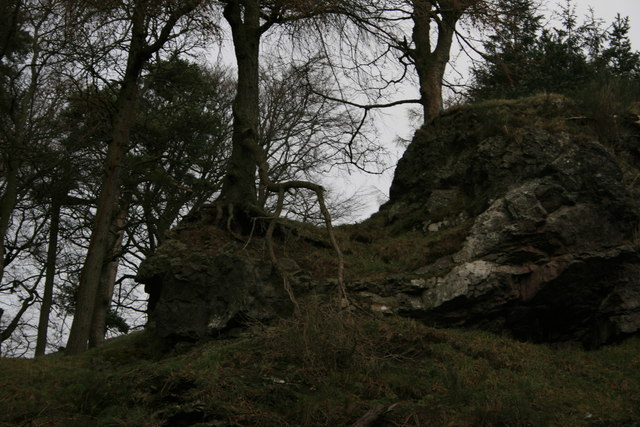 Exposed roots and rock in the quarry on the Knock, Biggar