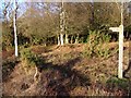 Footpath to Linwood Bog, Digden Bottom, New Forest